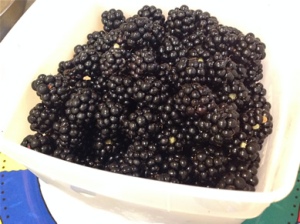 Picked Blackberries
