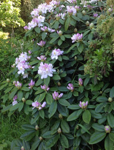 Rhododendrons in Bloom